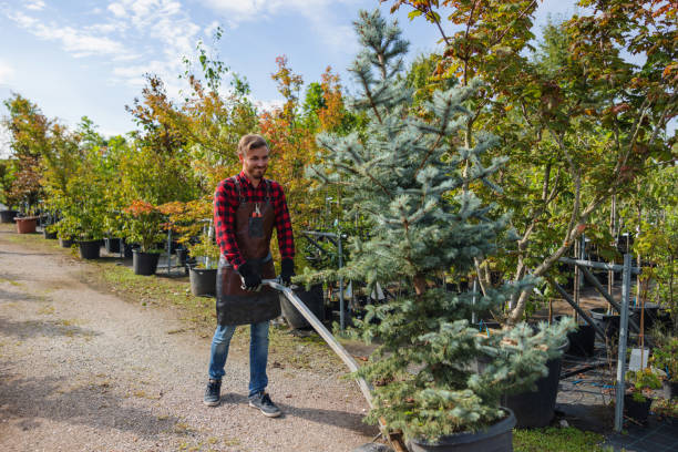 How Our Tree Care Process Works  in Riverview, SC